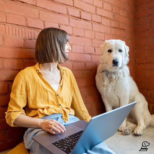 woman-on-laptop-looking-at-white-dog-ai-for-dog-training