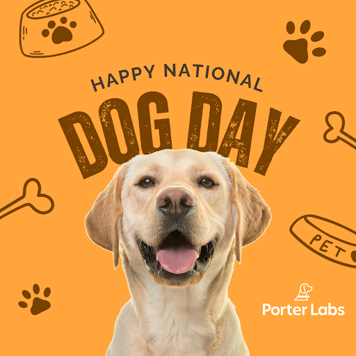 national-dog-day-smiling-dog-porter-labs